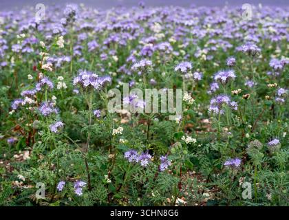 Große Felder mit Spitzen phacelia im englischen County wiltshire bilden im Frühjahr eine farbenfrohe Decke auf dem Land Stockfoto