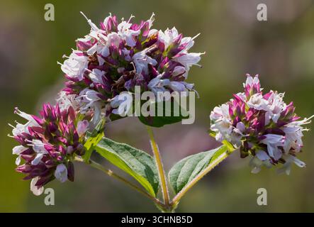 Wilder Marjoram blüht Stockfoto