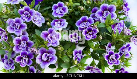 Calibrachoa doppelter zweifarbiger violetter Hintergrund. Mini Petunie mit zwei Blumen. Perfekt für Blumen- und botanische Themen. Nahaufnahme. Stockfoto