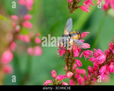 Gewöhnliche Drohnenfliege - Eristalis tenax August Sommer Stockfoto