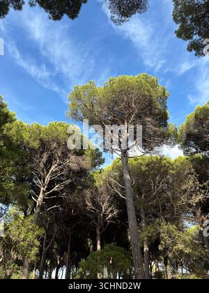 Alte Kiefern im Wald im Sommer vor blauem Himmel, Blick von unten nach oben, Toskana, Italien. Stockfoto
