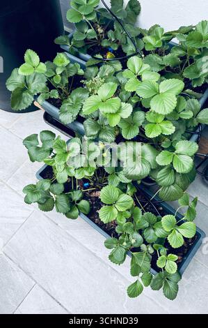 Erdbeeren in Töpfen auf dem Balkon. Home-Garden-Konzept. Perfekt für Blumen- und botanische Themen. Direkt darüber. Stockfoto