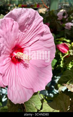 Hibiskusblüten in voller Blüte in einer Pflanzenzüchterei. Perfekt für Blumen- und botanische Themen. Gartenkonzept. Stockfoto