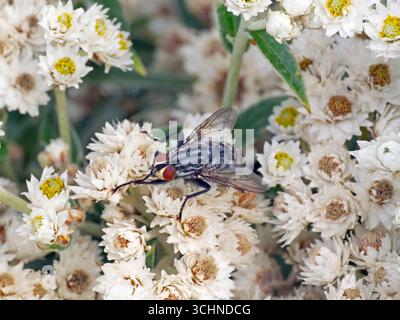 Sarcophaga-Arten fliegen im August Sommer Stockfoto