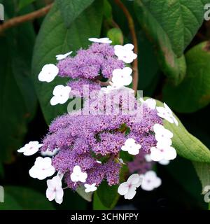 Nahaufnahme der blauen malvenfarbenen und weißen Blüten des Sommer- und Herbstblühenden mittelgroßen Gartenstrauchs mit großen exotischen Blättern Hortensie aspera mac Stockfoto