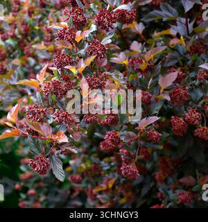 Nahaufnahme der Reifen lila roten Blätter und roten Beeren des mehrjährigen bunten Gartenstrauchs Physocarpus opulifolius diable d'Or. Stockfoto
