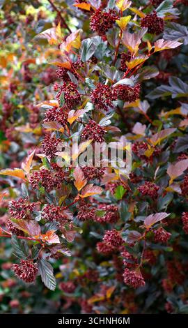 Nahaufnahme der Reifen lila roten Blätter und roten Beeren des mehrjährigen bunten Gartenstrauchs Physocarpus opulifolius diable d'Or. Stockfoto