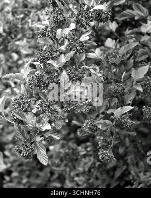 Nahaufnahme der schwarz-weißen Blätter und Beeren des mehrjährigen bunten Gartenstrauchs Physocarpus opulifolius diable d'Or. Stockfoto