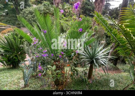 FUNCHAL, PORTUGAL - 24. AUGUST 2021: Dies ist eine Gruppe verschiedener tropischer Pflanzen entlang der Pfade des Monte Tropical Park. Stockfoto