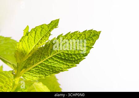 Frische grüne Minzblätter vor weißem Hintergrund, botanisches Nahfoto in klarem Licht, das Frische, Kräuter und natürliche Lebensmittel repräsentiert Stockfoto