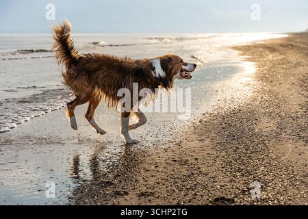Feuchte Border Collie läuft bei Sonnenuntergang an der glitzernden Strandküste, aktive Bewegung und Küstenfreiheit Stockfoto