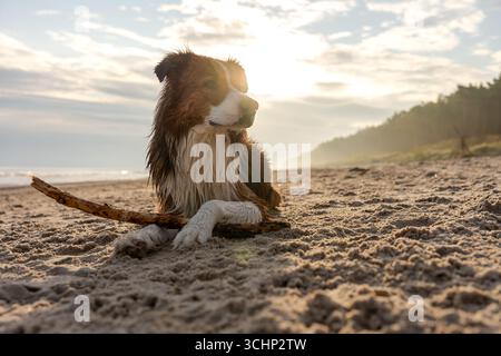 Border Collie liegt am Sandstrand mit Stock im Sonnenuntergang, entspannter Moment nach verspielten Strandaktivitäten Stockfoto