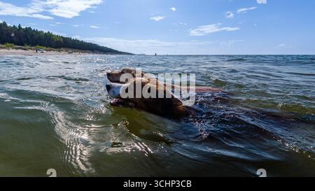 Zwei Golden Retriever Hunde Schwimmen Im Meer In Der Nähe Von Sandy Beach Am Sonnigen Tag Stockfoto