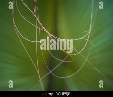 Palmenfrond-Fasern hängen an Segmenten vor dem Fächer und der Petiole. Botanische Kunst in Florida Stockfoto