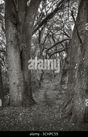 Der Florida Trail. Wandern Sie durch die Wälder unter Eichenbäumen. Dunnellon, Florida. Stockfoto
