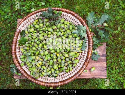 Reichhaltige Ernte frisch geernteter grüner Eicheln in einem handgefertigten Korb, ideal für Herbstdekorationen und Naturhandwerk Stockfoto