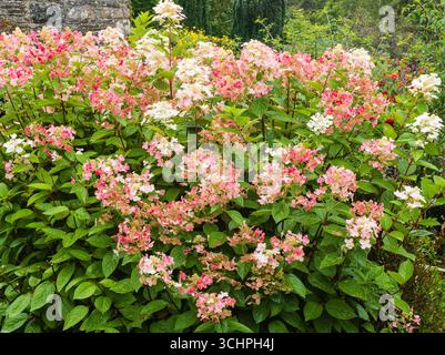 Mit zunehmendem Alter verfärbt sich die Lacy-Panicles von rosa zu weiß auf der Hardy Hortengea paniculata „Early Sensation“. Stockfoto