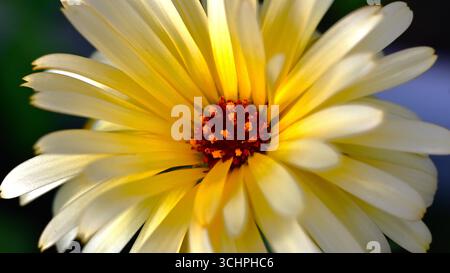Nahaufnahme, Makrobild des Blütenkopfes der Ringelblume mit blassgelben bis tiefgelben Blütenblättern. Stockfoto