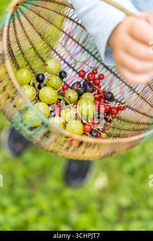Kind hält im Sommer im Freien einen Korb mit frisch geernteten Beeren und Stachelbeeren Stockfoto
