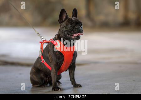 Brindle französische Bulldogge sitzt auf dem Boden. Eine Profilansicht einer französischen Bulldogge. Brindle französische Bulldogge auf dem Weg. Stockfoto