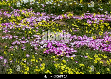 Wildblumenfeld mit Purple Vygies White and Yellow Daisies und Gazanias blühen an der Westküste Südafrikas Stockfoto