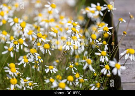 Nahaufnahme der weißen Wildblumen mit Yellow Centers Kamillengarbe Anthemideae Tribe blüht in der Westküste Südafrikas Stockfoto