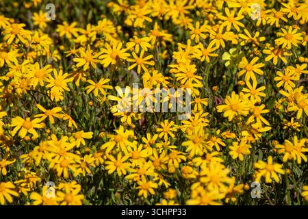 Nahaufnahme eines Feldes von leuchtend gelben Daisies in voller Blüte füllt den Rahmen lebendige West Coast Wild Flowers Südafrika Stockfoto