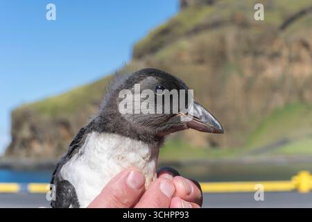 Atlantischer Papageientaucher, Fratercula arctica, Nahaufnahme von einzelnen Papageientauchern oder Babypapageientauchern, die vom Menschen gehalten werden, Heimaey, Island, Europa, 9. August 2025 Stockfoto
