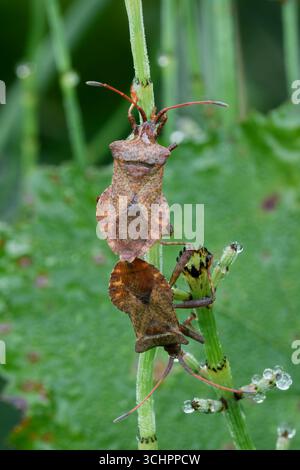 Dockwanzen, Coreus marginatus Paarung. Sitzen auf Gras im Morgentau, Nahaufnahme. Blick von oben. Trencin, Slowakei Stockfoto