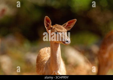 Persisches Damhirsch (Dama mesopotamica), das in einem Zuchtzentrum auf dem Karmel lebt. Stockfoto