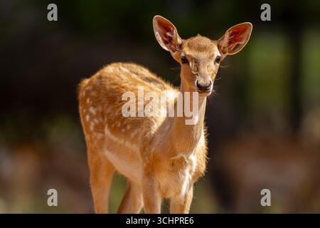 Persisches Damhirsch (Dama mesopotamica), das in einem Zuchtzentrum auf dem Karmel lebt. Stockfoto
