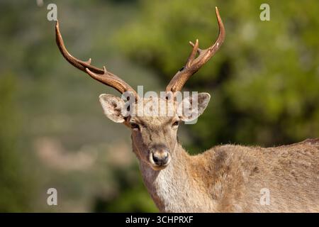 Persischer Damhirsch Erwachsener Persischer Damhirsch männlich auf dem Karmel aus einer wiedereingeführten Herde Stockfoto