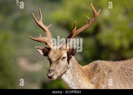 Persischer Damhirsch Erwachsener Persischer Damhirsch männlich auf dem Karmel aus einer wiedereingeführten Herde Stockfoto