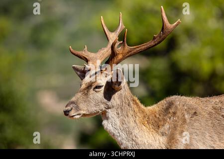 Persischer Damhirsch Erwachsener Persischer Damhirsch männlich auf dem Karmel aus einer wiedereingeführten Herde Stockfoto