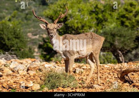 Persischer Damhirsch Erwachsener Persischer Damhirsch männlich auf dem Karmel aus einer wiedereingeführten Herde Stockfoto