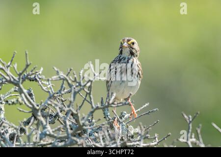 savannah Spatzen, Passerculus Sandwichensis, alleinerziehender Erwachsener im Busch, Rainbow Haven Beach Provincial Park, Halifax, Nova Scotia, Kanada Stockfoto