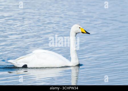 Singschwan, Cygnus cygnus, alleinerwachsener Schwimmer am Lake Myvatn, Island, 6. August 2025 Stockfoto