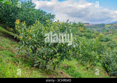 Üppige Avocadopflanzen wachsen auf einem Hügel in Popayán, Cauca, Kolumbien, mit leuchtend grünen Blättern unter bewölktem Himmel. Stockfoto