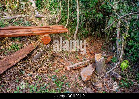 Verstreute Holzstämme und Trümmer in einer üppigen Waldlandschaft in der Nähe von Popayán, Cauca, Kolumbien. Stockfoto