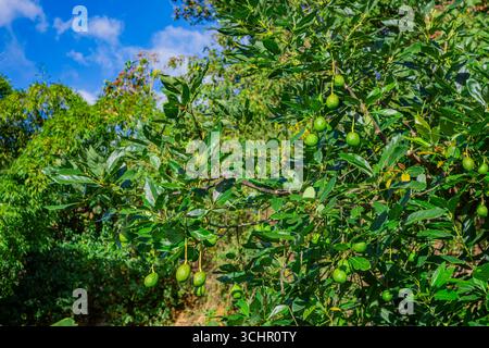 Ein lebendiger Avocadobaum mit grünen Früchten, vor einem klaren blauen Himmel in Popayán, Cauca, Kolumbien. Stockfoto