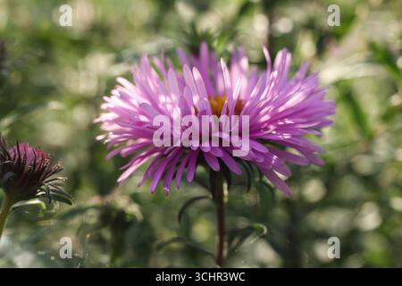 Asterblume im Garten, geringe Schärfentiefe, selektiver Fokus. Stockfoto