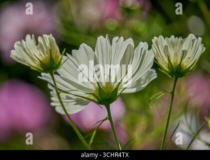 Üppige mehrfarbige Kosmos Blume aus nächster Nähe Stockfoto