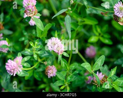 Blühende violette Eulenkleegel auf der Wiese Stockfoto