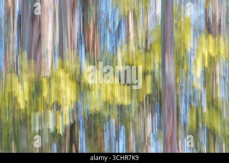 ICM mit Wattle Stockfoto
