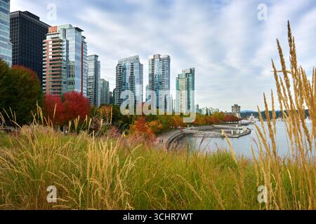 Coal Harbor Grass Roof Herbstblick Vancouver. Der Blick auf die Herbstfarben im Coal Harbour von einem umweltfreundlichen grünen Dach. Stockfoto