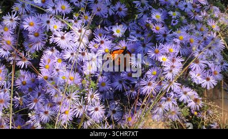 Ein Monarchschmetterling liegt auf leuchtenden lila Blüten mit gelben Mittelpunkten in einer natürlichen Umgebung im Freien, die von oben mit scharfen Details erfasst wird. Stockfoto