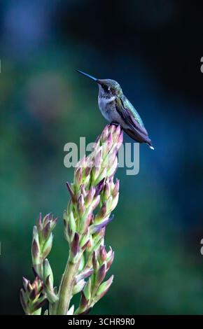 Ein junger männlicher, rubinhaltiger Kolibri, der auf einem Yukkenblütenstiel mit meliertem Hintergrund thront. Stockfoto