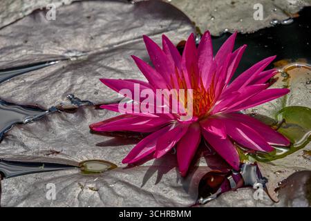 Üppige bunte Seerose Nymphaea Stockfoto