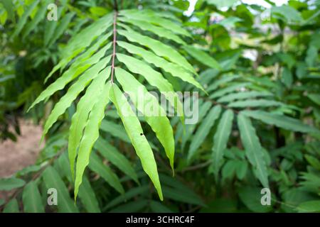Eine Seifenbaumpflanze (Sapindus rarak), Lerak, die Samen, die als Grundzutat für traditionelle Seife verwendet werden. Stockfoto