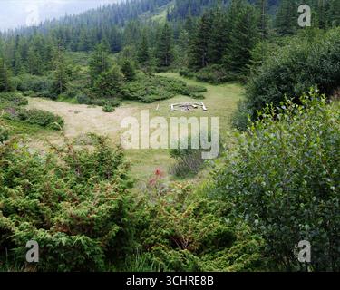 Grüner Rasen am Hang des Bergfichtenwaldes Stockfoto